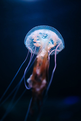 포토 JPG 해외이미지 한마리 사람없음 바닷속 수중동물 자포동물 해파리 해외포토 동물 1 수중 파일형식 이미지허브