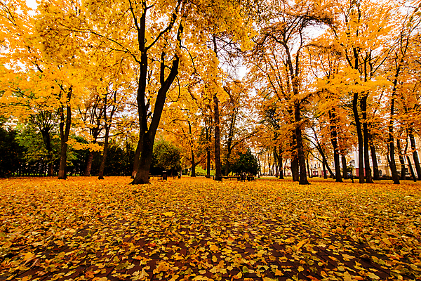 포토 JPG 해외이미지 주간 공원 단풍 낙엽 단풍나무 사람없음 야외 주황색 해외포토 자연요소 나무 공공시설 컬러 잎 파일형식 이미지허브