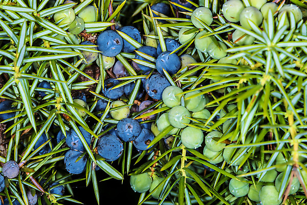 포토 JPG 해외이미지 사람없음 아로마 억울 해외포토 감정 파일형식 이미지허브