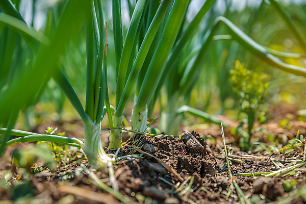 포토 JPG 해외이미지 식물 계절 지구 잎 밭 농업 채소 자연 양파 새로움 건강 사람없음 야외 초록색 농작물 농장 농경지 환경 정원 흙 봄 수확 성장 시골 신선 작음 땅 허브 유기농 원예 먼지 내추럴 땅바닥 밭일 줄서기 채식주의자 세련 해외포토 웰빙 산업 컬러 컨셉 모션 바닥 취미 크기 생태계 채식 파일형식 이미지허브