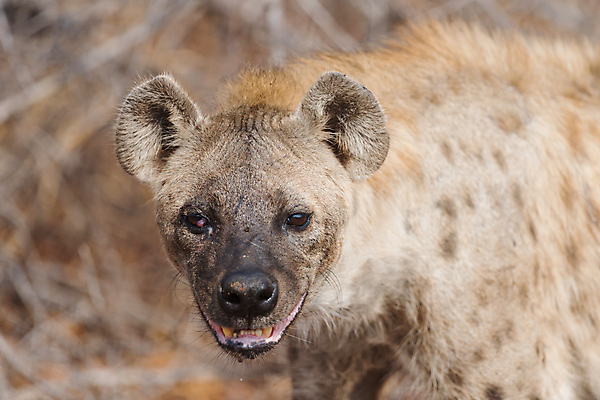 포토 JPG 해외이미지 동물 응시 공원 얼굴 야생동물 신체 포유류 아프리카 자연 국립공원 사람없음 갈색 힘 점 위험 큼 사파리 질감 사냥 냄새 육식동물 갈기 사냥꾼 주둥이 내추럴 잠비아 총구 못생김 해외포토 직업 시선 공공시설 나라 컬러 컨셉 신체부위 크기 생태계 파일형식 이미지허브