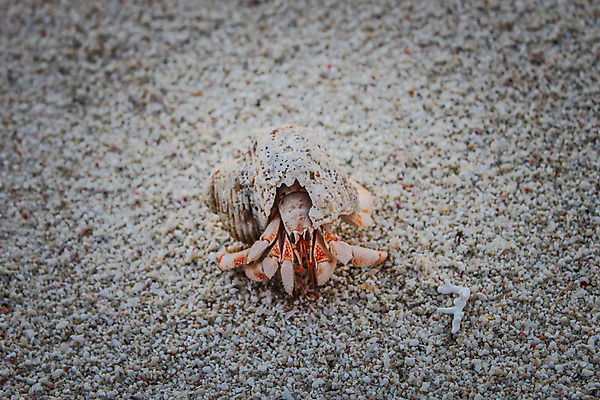 포토 JPG 해외이미지 동물 모래 바다 오렌지 자연 휴가 조개 사람없음 초록색 물 강 노란색 걷기 산책 게 껍질 닫기 작음 큼 땅 수집 암초 내추럴 발톱 숨기 해외포토 자연요소 컬러 과일 모션 발 어패류 휴식 갑각류 크기 생태계 파일형식 이미지허브