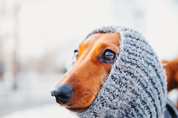 포토 JPG 해외이미지 동물 공원 겨울 근접촬영 사람없음 야외 반려동물 갈색 유행 가축 봄 산책 추위 코트 뜨개질 개 강아지 스웨터 송곳니 양모 기르기 카피스페이스 해외포토 계절 공공시설 뷰포인트 컬러 상의 포유류 휴식 취미 공백 외투 직물 치아 돌봄 파일형식 이미지허브