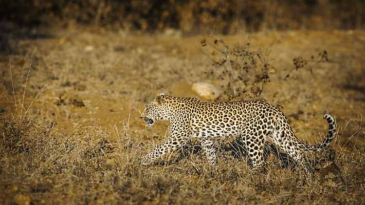 포토 JPG 해외이미지 주간 한마리 야생동물 자연 사람없음 야외 아웃포커스 맹수 풀숲 표범 남아프리카 보츠와나 해외포토 자연요소 동물 1 포유류 아프리카 촬영기법 숲 생태계 파일형식 이미지허브