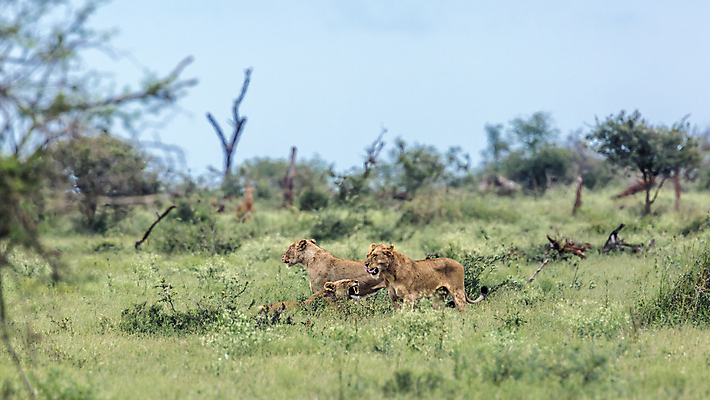 포토 JPG 해외이미지 동물 야생동물 포유류 아프리카 자연 파노라마 국립공원 풍경 사람없음 고양이 황무지 보호 사자 사파리 육식동물 하품 서식지 남아프리카 보츠와나 보호구역 사바나 암사자 해외포토 멸종위기종 공원 나라 컨셉 촬영기법 반려동물 암컷 생태계 구역 생리현상 파일형식 이미지허브