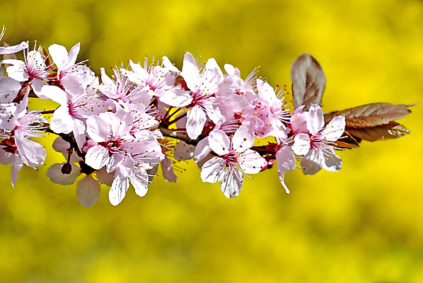 포토 JPG 해외이미지 주간 나무 사람없음 야외 봄 벚꽃 해외포토 자연요소 식물 계절 꽃 파일형식 이미지허브