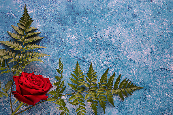 포토 JPG 해외이미지 디자인 기념일 꽃 포스터 종이 결혼 백그라운드 컨셉 잎 꽃무늬 패턴 자연 벽지 표면 추상 발렌타인데이 사랑 미술 사람없음 장식 빨간색 초록색 파란색 빛 컬러풀 뷰티 장미 우주 페인트 활발 흰색 붓 개화 싱글 그림 질감 캔버스 그런지 양치류 아크릴 스타일 해외포토 식물 감정 컬러 무늬 데이이벤트 재질 문화예술 이벤트 생태계 파일형식 이미지허브