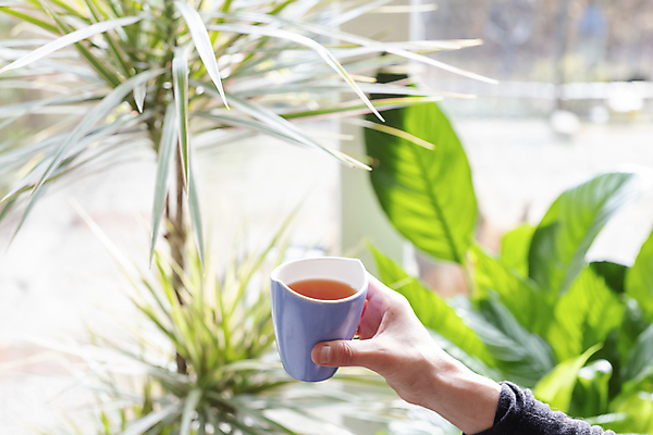 포토 JPG 해외이미지 전통 접시 디자인 꽃 길 커피 음료 백그라운드 꽃무늬 패턴 자연 아침 그림자 사람없음 목재 컵 초록색 빛 컬러풀 유행 봄 수확 골동품 흰색 신선 도자기 화려 개화 우아함 차 아침식사 은색 찻잔 허브 컵받침 오브젝트 만족 복고 고립 백자 빅토리아 옛날 해외포토 주간 나무 식물 식기 계절 감정 컬러 컨셉 무늬 농업 재료 잔 식사 받침대 생태계 파일형식 이미지허브