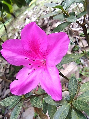 포토 JPG 해외이미지 식물 꽃 분홍색 백그라운드 잎 꽃무늬 농업 자연 벽지 검은배경 추상 사랑 미술 사람없음 야외 초록색 빛 뷰티 장미 정원 어둠 봄 벚꽃 개화 소프트포커스 진달래 다발 관목 가득함 원예 해외포토 나무 계절 감정 산업 컬러 무늬 문화예술 촬영기법 취미 검은색 생태계 파일형식 이미지허브