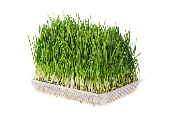 포토 JPG 해외이미지 식물 라이프스타일 음료 음식 백그라운드 컨셉 농업 다이어트 자연 부활절 건강 씨앗 사람없음 초록색 농작물 새싹 주스 수확 성장 흰색 신선 밀 먹기 허브 유기농 원예 질감 날것 뿌리 박테리아 내추럴 고립 바이오 디톡스 비건 해외포토 웰빙 기념일 산업 컬러 의학 모션 곡류 취미 생활 생태계 채식주의자 파일형식 이미지허브