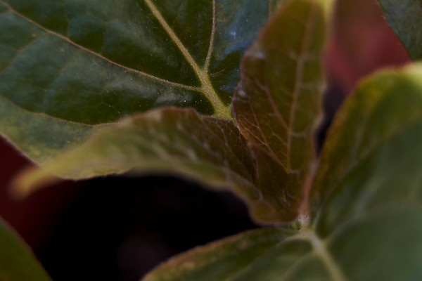 포토 JPG 해외이미지 모양 나무 식물 라이프스타일 디자인 계절 백그라운드 잎 패턴 자연 벽지 건강 사람없음 치료 장식 초록색 빛 약 환경 봄 성장 가을 나뭇가지 신선 투명 허브 묘사 유기농 질감 내추럴 생태학 해외포토 웰빙 교육 컬러 무늬 의학 생활 생태계 파일형식 이미지허브