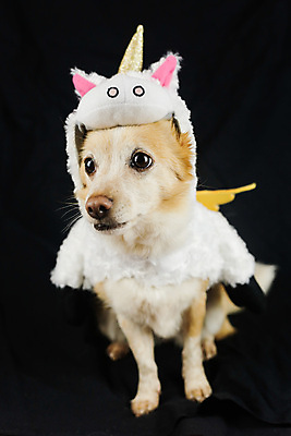 포토 JPG 해외이미지 스튜디오촬영 동물 응시 행복 새끼 무지개 포유류 휴가 뿔 앉기 사람없음 반려동물 장난감 뷰티 파티 생일 유머 개 강아지 작음 옷입기 변장 송곳니 고립 기르기 유니콘 특별함 해외포토 자연요소 시선 기념일 감정 컨셉 모션 실내 이벤트 치아 크기 돌봄 파일형식 이미지허브