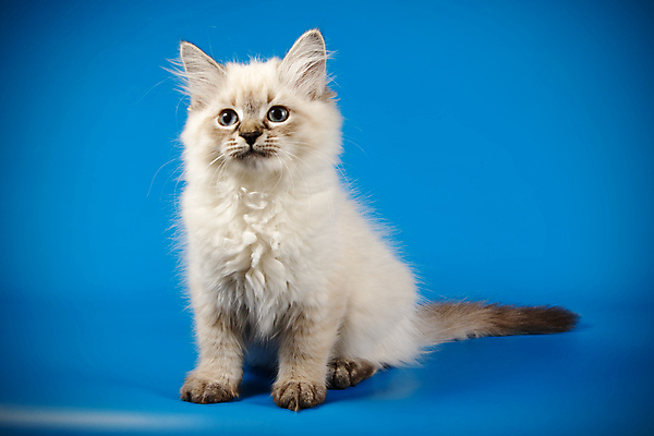 포토 JPG 해외이미지 한마리 사람없음 파란색 반려동물 고양이 네바마스커레이드 해외포토 동물 1 컬러 포유류 파일형식 이미지허브