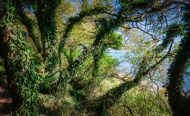 포토 JPG 해외이미지 나무 식물 공원 길 자연 덴마크 사람없음 야외 초록색 물 햇빛 환경 성장 숲 위험 언덕 포도나무 나무껍질 아이비 남쪽 내추럴 해외포토 자연요소 공공시설 컬러 컨셉 북유럽 태양 껍질 과일나무 방향 생태계 파일형식 이미지허브
