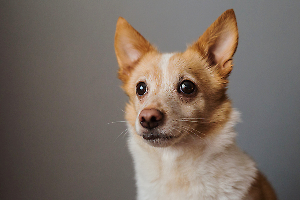 포토 JPG 해외이미지 동물 응시 행복 얼굴 새끼 백그라운드 오렌지 포유류 놀이 사람없음 반려동물 귀여움 게임 개 강아지 작음 고립 미니 해외포토 시선 감정 컨셉 과일 신체부위 크기 파일형식 이미지허브