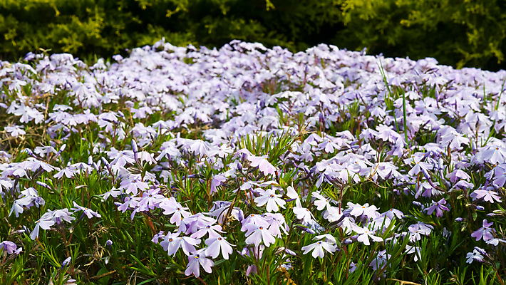 포토 JPG 해외이미지 식물 구름 계절 공원 꽃 백그라운드 잎 꽃무늬 밭 자연 하늘 아침 파노라마 풍경 잔디 사람없음 야외 초록색 여름 파란색 컬러풀 햇빛 태양 뷰티 농장 노란색 일출 환경 정원 맑음 봄 벚꽃 흰색 시골 신선 땅 언덕 데이지 내추럴 수평선 해외포토 주간 자연요소 공공시설 컬러 무늬 농업 날씨 촬영기법 노을 생태계 파일형식 이미지허브