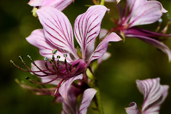 포토 JPG 해외이미지 식물 꽃잎 꽃 줄기 자연 씨앗 사람없음 뷰티 민들레 재 그리너리 해외포토 생태계 파일형식 트랜드컬러 이미지허브