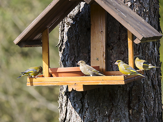 포토 JPG 해외이미지 나무 동물 여자 남자 유럽 야생동물 음식 백그라운드 겨울 자연 탁자 조류 주택 사람없음 목재 초록색 파란색 컬러풀 갈색 노란색 환경 정원 검은색 흰색 숲 깃털 부리 삼림지대 수유 해외포토 식물 계절 나라 컬러 가구 재료 사람 건물 생태계 파일형식 이미지허브