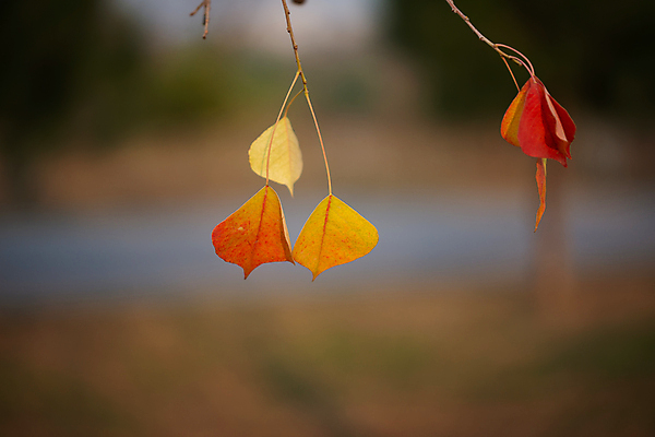 포토 JPG 해외이미지 나무 식물 계절 공원 백그라운드 단풍 잎 겨울 오렌지 자연 건조 사람없음 야외 빨간색 컬러풀 갈색 노란색 환경 정원 추위 수확 흰색 나뭇가지 황금 숲 질감 서리 10월 내추럴 미니멀 해외포토 공공시설 컬러 농업 과일 날짜 생태계 파일형식 이미지허브