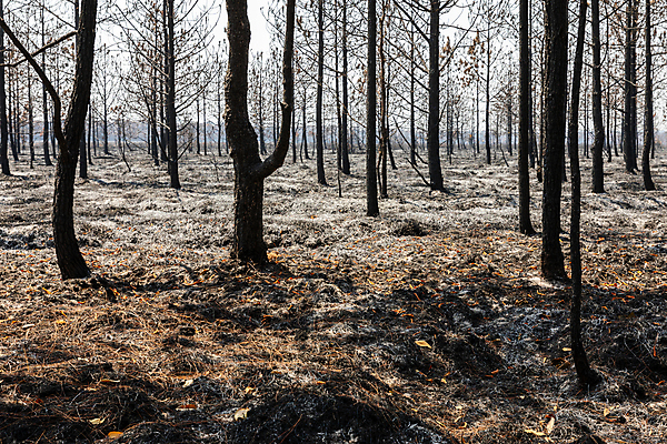 포토 JPG 해외이미지 나무 식물 계절 공원 아시아 지구 줄기 잎 태국 자연 불 날씨 건조 풍경 사람없음 야외 목재 여름 환경 성장 가을 나뭇가지 죽음 뜨거움 숲 열대우림 땅 가뭄 온도 내추럴 수목 화상 해외포토 자연요소 공공시설 나라 재료 상처 생태계 파일형식 이미지허브