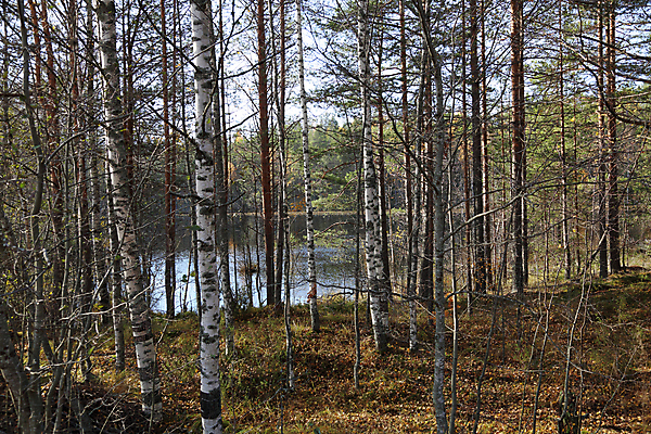 포토 JPG 해외이미지 나무 식물 계절 공원 백그라운드 낙엽 잎 자연 사람없음 야외 목재 빛 컬러풀 뷰티 노란색 환경 침묵 나뭇가지 시골 황금 숲 러시아 10월 내추럴 삼림지대 해외포토 공공시설 유럽 컬러 재료 소리 날짜 생태계 파일형식 이미지허브