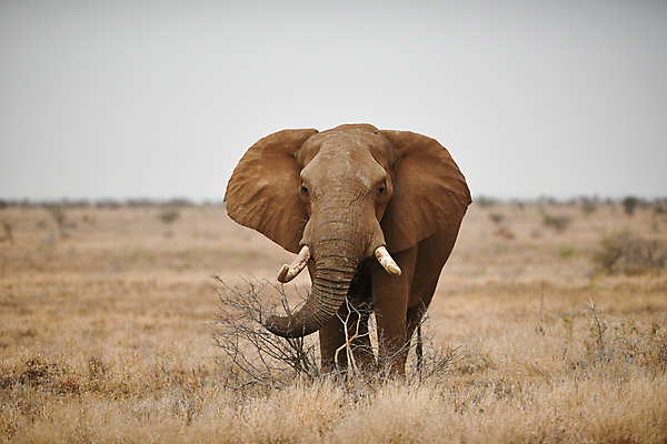 포토 JPG 해외이미지 동물 공원 도로 야생동물 모래 여행 포유류 아프리카 자연 코끼리 사람없음 야외 빨간색 세로 초록색 관광지 산책 탐험 치아 큼 사파리 황소 상아 나미비아 옛날 웅장함 전국 해외포토 공공시설 나라 길 컬러 교통시설 휴식 소화기관 소 크기 생태계 남아프리카 파일형식 이미지허브