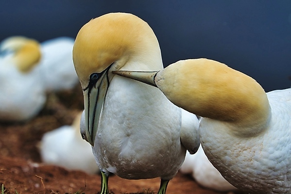 포토 JPG 해외이미지 동물 커플 야생동물 바다 자연 조류 사람없음 야외 물 노란색 맑음 흰색 둥지 북쪽 내추럴 식민지 해외포토 자연요소 컬러 관계 날씨 방향 생태계 파일형식 이미지허브