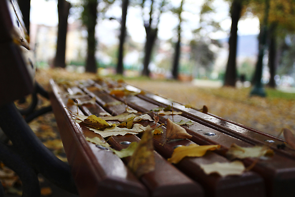 포토 JPG 해외이미지 계절 공원 단풍 잎 벤치 오렌지 자연 그림자 사람없음 야외 목재 빨간색 컬러풀 갈색 정원 침묵 시골 거친 고독 널 그늘 11월 질감 갸우뚱 10월 구식 썩음 옛날 해외포토 나무 식물 공공시설 감정 컬러 의자 과일 재료 모션 소리 날짜 생태계 파일형식 이미지허브
