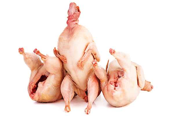 포토 JPG 해외이미지 음식 재료 조류 육류 3 사람없음 흰색 신선 날것 고립 메추리 생식 해외포토 동물 컬러 식재료 파일형식 이미지허브