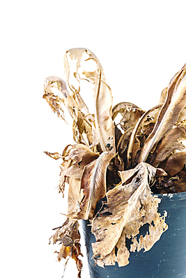 포토 JPG 해외이미지 나무 식물 1 화분 화초 잎 자연 건조 사람없음 목재 장식 갈색 환경 검은색 성장 흰색 나뭇가지 죽음 냄비 플라스틱 오브젝트 싱글 가뭄 내추럴 고립 심기 옛날 해외포토 컬러 재료 모션 재질 날씨 솥 생태계 파일형식 이미지허브