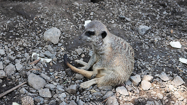 포토 JPG 해외이미지 동물 커플 응시 공원 얼굴 야생동물 모래 백그라운드 2 포유류 가족 아프리카 자연 생물 털 동물원 서기 경비 사람없음 야외 초록색 갈색 환경 검은색 사막 흰색 황무지 작음 사파리 육식동물 내추럴 경보 동물상 땅바닥 미어캣 해외포토 시선 공공시설 나라 컬러 관계 모션 바닥 안전 신체부위 조형물 보호 크기 생태계 파일형식 이미지허브