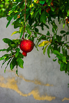 포토 JPG 해외이미지 회색배경 나뭇잎 사람없음 석류 석류나무 해외포토 나무 백그라운드 잎 과일 회색 파일형식 이미지허브