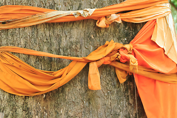 포토 JPG 해외이미지 나무 식물 전통 계절 공원 종교 문화 여행 백그라운드 잎 꽃무늬 패턴 불교 태국 자연 사람 사람없음 야외 초록색 노란색 믿음 환경 정원 궁전 보호 숲 승려 묶기 심볼 유지 내추럴 숭배 팬던트 해외포토 공공시설 꽃 감정 아시아 컬러 컨셉 고건축 무늬 모션 성직자 생태계 파일형식 이미지허브