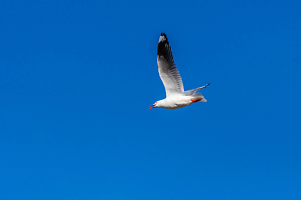포토 JPG 해외이미지 동물 1 야생동물 바다 포즈 백그라운드 컨셉 자연 갈매기 조류 하늘 낚시 사람없음 야외 파란색 태양 평화 화목 펼침 자유 흰색 비행 우아함 호주 깃털 부리 천국 고립 독립 동물상 무료 해외포토 자연요소 컬러 모션 레저 조형물 오세아니아 생태계 파일형식 이미지허브