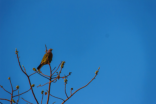 포토 JPG 해외이미지 나무 구름 야생동물 음식 분홍색 백그라운드 잎 과일 자연 조류 하늘 풍경 사람없음 초록색 여름 파란색 컬러풀 환경 봄 가을 나뭇가지 잡기 약초 숲 허브 비둘기 신성 떠남 해외포토 자연요소 식물 동물 계절 컬러 모션 풀_식물 생태계 파일형식 이미지허브