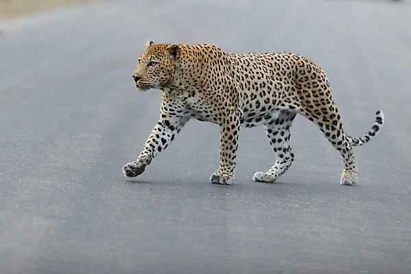 포토 JPG 해외이미지 주간 한마리 응시 도로 야생동물 자연 사람없음 야외 맹수 표범 남아프리카 보츠와나 해외포토 자연요소 동물 1 시선 길 포유류 교통시설 아프리카 생태계 파일형식 이미지허브