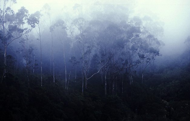 포토 JPG 해외이미지 나무 유럽 섬 자연 산 사람없음 와인 숲 포르투갈 대서양 산악지대 해외포토 식물 나라 바다 주류 생태계 파일형식 이미지허브