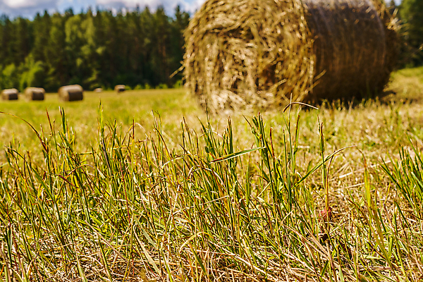 포토 JPG 해외이미지 식물 계절 음식 밭 농업 자연 하늘 거리 건조 사람없음 야외 초록색 파란색 농작물 태양 농장 노란색 수확 시골 원형 황금 볏짚 상품 주식 큼 먹이 낟알 땅 밀 롤 밀짚 해외포토 자연요소 도형 산업 컬러 곡류 금융 짚 크기 생태계 파일형식 이미지허브
