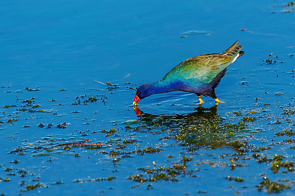 포토 JPG 해외이미지 동물 북아메리카 조류 사람없음 미국 플로리다 해외포토 아메리카 파일형식 이미지허브