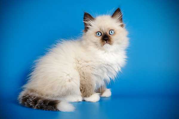 포토 JPG 해외이미지 한마리 사람없음 파란색 반려동물 고양이 네바마스커레이드 해외포토 동물 1 컬러 포유류 파일형식 이미지허브