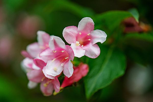 포토 JPG 해외이미지 식물 디자인 계절 공원 꽃잎 꽃 분홍색 백그라운드 잎 꽃무늬 패턴 자연 벽지 풍경 사람없음 야외 장식 빨간색 초록색 여름 컬러풀 뷰티 정원 봄 성장 벚꽃 흰색 나뭇가지 신선 개화 5월 다발 관목 원예 내추럴 해외포토 나무 공공시설 컬러 무늬 취미 날짜 생태계 파일형식 이미지허브