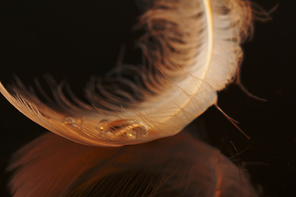 포토 JPG 해외이미지 실루엣 날개 상상 불꽃 왕관 천사 요정 사람없음 물 반짝임 평화 수영 고요 꿈 물방울 황금 우아함 확대 매끈함 순수 깃털 심플 백조 윤곽 부드러움 공상 깃털펜 깊이 단아함 슬라이드 천진난만 취급주의 카피스페이스 해외포토 자연요소 컨셉 모션 조류 불 촬영기법 경고 펜 공백 수상스포츠 감각 파일형식 이미지허브