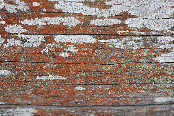 포토 JPG 해외이미지 나무 디자인 선 백그라운드 패턴 자연 표면 날씨 추상 건조 이끼 사람없음 목재 갈색 환경 소나무 거친 역사 보호 널 숲 낟알 장작 피부 묘사 부식 질감 잡동사니 내추럴 외양간 곰팡이 그런지 수목 옛날 울퉁불퉁 노화 해외포토 식물 컬러 컨셉 무늬 재료 신체부위 생태계 파일형식 이미지허브