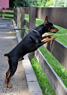 포토 JPG 해외이미지 남자 사람없음 울타리 반려동물 관찰 기다림 개 강아지 보안 미니어처핀셔 해외포토 동물 포유류 모션 안전 사람 담장 파일형식 핀셔 이미지허브