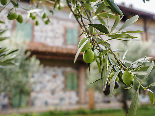 포토 JPG 해외이미지 나무 식물 남자 음식 백그라운드 컨셉 잎 패턴 밭 농업 과일 자연 하늘 건강 사람 사람없음 야외 세로 초록색 농장 노란색 검은색 이탈리아 수확 나뭇가지 시골 신선 작업 황금 숲 지중해 유기농 올리브 내추럴 밭일 옛날 해외포토 웰빙 열매 유럽 산업 바다 컬러 무늬 생태계 파일형식 이미지허브