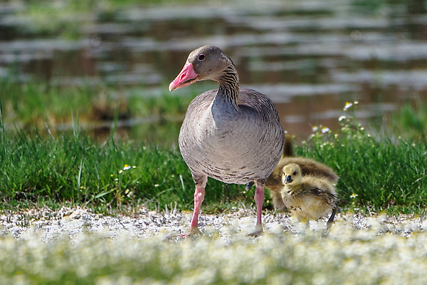 포토 JPG 해외이미지 동물 척추동물 야생동물 백그라운드 밭 날개 모션 자연 조류 생물 함께함 사람없음 야외 가로 초록색 파란색 걷기 화목 회색 도전 흰색 오픈 그룹 대표 토론 깃털 부리 슛 팩 부름 목 거위 질서 계산서 내추럴 동물상 리듬 해외포토 컬러 컨셉 농업 신체부위 조형물 화장품 예절 생태계 파일형식 이미지허브