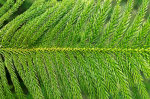 포토 JPG 해외이미지 나무 식물 전통 계절 문화 백그라운드 잎 크리스마스 패턴 자연 휴가 새로움 사람없음 장식 초록색 빛 뷰티 나뭇가지 축하 소나무 숲 12월 연도 오브젝트 싱글 상록수 침엽수 전나무 원뿔 가문비나무 해외포토 도형 기념일 컬러 컨셉 무늬 날짜 생태계 파일형식 이미지허브