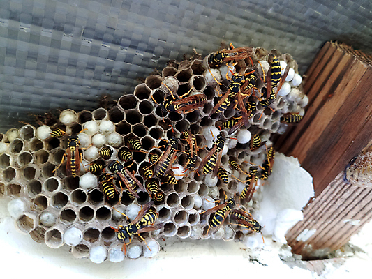 포토 JPG 해외이미지 모양 동물 남자 종이 야생동물 곤충 백그라운드 가족 자연 골격 세포 사람없음 야외 노란색 검은색 줄무늬 고통 작업 독약 둥지 말벌 위험 묘사 육식동물 꿀 찌르기 벌집 식민지 해외포토 감정 컬러 컨셉 무늬 관계 모션 사람 벌_곤충 생태계 파일형식 이미지허브