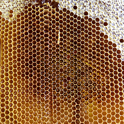 포토 JPG 해외이미지 모양 동물 라이프스타일 음식 곤충 백그라운드 패턴 자연 프레임 세포 사람없음 약 노란색 머리빗 업무 황금 달콤 꿀벌 벌 묘사 질감 바쁨 꽃가루 육각형 꿀 고무 여왕 벌집 내추럴 고립 밀랍 양봉 양봉장 어려움 왁스 진짜 폴리곤 해외포토 도형 컬러 무늬 의학 생활 미용용품 작업 맛 벌_곤충 가루 생태계 파일형식 이미지허브