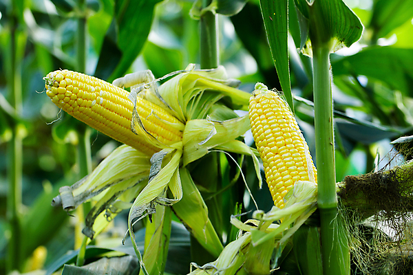 포토 JPG 해외이미지 식물 계절 음식 잎 밭 농업 채소 자연 건강 관리 옥수수 씨앗 사람없음 초록색 농작물 농장 노란색 쌓기 정원 활발 에너지 수확 성장 흰색 시골 신선 달콤 농부 낟알 땅 유기농 날것 문제 내추럴 밭일 숙성 해외포토 직업 웰빙 산업 컬러 컨셉 모션 곡류 맛 생태계 파일형식 이미지허브